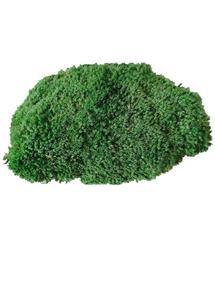 Çin fabrika yüksek kaliteli korunmuş kutup Moss duvar dekor ev dekor korunmuş yosun - Product Image 6