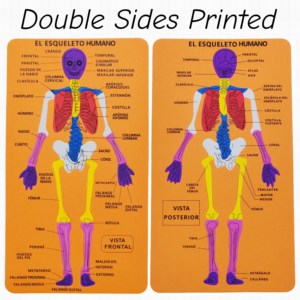 Rompecabezas de estructura de cuerpo humano <span class=keywords><strong>EVA</strong></span> al por mayor rompecabezas cognitivo <span class=keywords><strong>esqueleto</strong></span> Impresión de doble cara juguetes educativos para niños - Product Image 3
