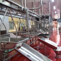 Proyecto Llave en Mano para Matadero de Ovejas, Línea de Sacrificio de Ovejas Automática Completa, Fabricante de Equipos para Mataderos Halal