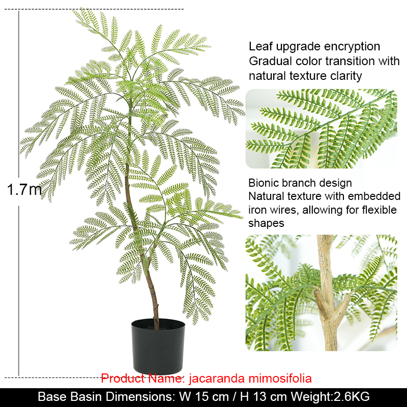 Jacaranda mimosifolia de 170 cm