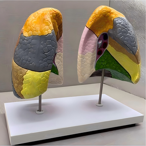แบบจำลองการจำลองส่วน<span class=keywords><strong>ปอด</strong></span>มนุษย์พร้อมฐาน - เครื่องมือการศึกษาทางกายวิภาคแบบมีสีสันสำหรับการเรียนรู้เกี่ยวกับระบบทางเดินหายใจ - Product Image 4