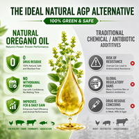 Huile d'origan de haute pureté, qualité alimentaire, additif phytogénique pour l'alimentation animale, promoteur de croissance pour volailles, porcs et ruminants