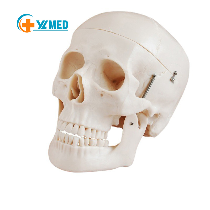 Medical Science Silicone Head Model for