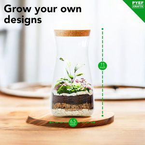 PYEF Crafts DIY <span class=keywords><strong>Terrarium</strong></span> für Erwachsene 34 Floz 1-Liter-Glasekosystem mit Sukkulenten Luft pflanzen Fittonia Fern Vase - Product Image 4