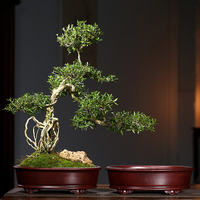 Pot Bonsai Keramik Tradisional Baru yang Kreatif, Pot Bonsai Yixing Cina, Pot Bunga Oval Keramik, Pot Tanaman Bonsai