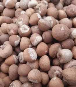 Hochwertige Premium Indonesien Ganze Betelnuss Optimaler Tannin gehalt Hoch nach gefragte Landwirtschaft Industrielle Zutat - Product Image 6