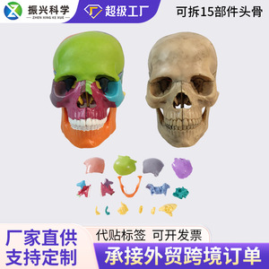 Modèle de crâne coloré avec 15 pièces détachables, outil d'enseignement médical, esthétique et dentaire du crâne, mini crâne en gros. - Product Image 1