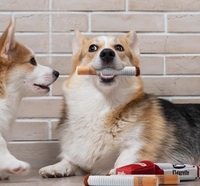 Jouets en peluche écologiques pour chiens, en forme de cigarettes avec boîte, résistants aux morsures, pour la dentition