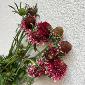 Flores Epteryceps Sundae <span class=keywords><strong>de</strong></span> Yunnan Kunming, Cabello Liso, Recién Cortadas, en Maceta Azul, Ramo <span class=keywords><strong>de</strong></span> Alta Gama, Modelo Hierba del <span class=keywords><strong>Gusano</strong></span> <span class=keywords><strong>de</strong></span> Pino - Product Image 4