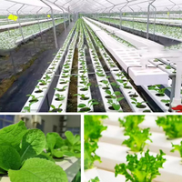 100 * 50nft agricole hydroponique tuyau en PVC laitue plantation et croissance système hydroponique complet