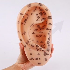 Modelo de acupuntura de oreja inglesa superclara de 23cm, figura de medicina china de plástico suave, puntos de acupuntura para aprender - Product Image 3