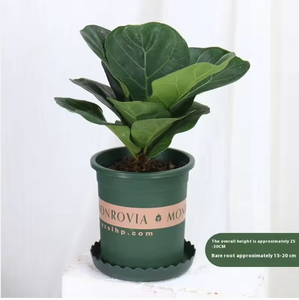 Grandi Alberi Bonsai di Ficus Lyrata in Plastica per Interni, Fioritura Perenne, Purificazione dell'Aria, Decorazione Natalizia e del Ringraziamento - Product Image 6