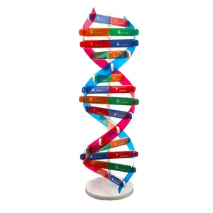 Модель ДНК, модель с двойной завиткой, компоненты, научное обучение, учебные пособия для сборки ДНК, дисплей, Игрушки для раннего развития