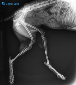 Appareil de radiographie portable vétérinaire et humain 90kV, équipement numérique haute définition, scanner de radiographie portatif à faible rayonnement Vetoo - Product Image 6