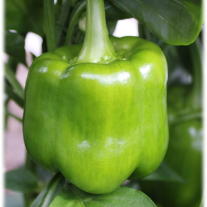 Cultivo Profesional de Pimiento Dulce con Productividad Superior, Desarrollo Consistente y Estabilidad en el Éxito Comercial - Product Image 1