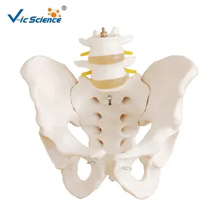 Life-Size of Human Pelvis with 2 Pcs Lumbar Vertebrae for Medical Science Education and Research Model