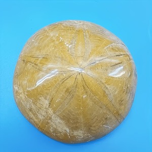 Espinoso marino fósil, estrella de mar bien conservada, espinoide, espécimen natural para colección de paleoentusiastas, mineral de interior - Product Image 4