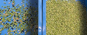 Machine de tri de couleurs CCD pour le tri des céréales, du blé, du maïs, des arachides, des haricots, des noix et des graines - Product Image 5