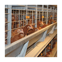 Nouveau système automatique de cages en acier pour poules pondeuses à batterie en structure en H Tianrui pour ferme avicole, Fournisseur Chine
