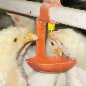 Nuevo Sistema de Cría de Pollos de Engorde Tipo H Totalmente Automático, Construcción de Acero Galvanizado por Inmersión en Caliente, 3/4 Niveles de Ancho - Product Image 4
