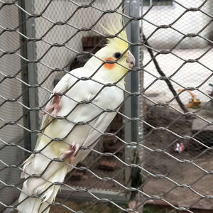 Maille de câble métallique en acier inoxydable maille de volière <span class=keywords><strong>solide</strong></span> en métal flexible pour filet de clôture de zoo d'oiseau - Product Image 5