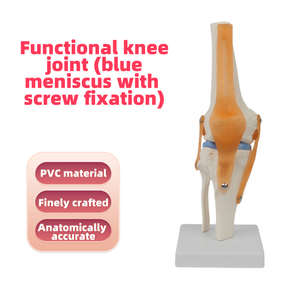 유연한 <span class=keywords><strong>PVC</strong></span> 무릎 관절 모델 병원 및 훈련을위한 인대 및 반월 상 연골이있는 의료 기능 골격 - Product Image 2