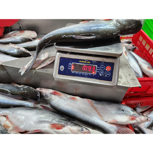 <span class=keywords><strong>ปลา</strong></span>ปังกัสิอุสแช่แข็ง |   <span class=keywords><strong>ราคา</strong></span>ที่แข่งขันได้ |   เหมาะสำหรับการสั่งซื้อขายส่งและสั่งซื้อจำนวนมากในระยะยาว - Product Image 2