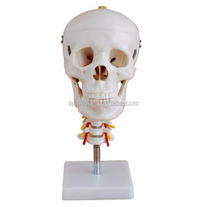Modelo de cráneo adulto con vértebra cervical, modelo de cráneo y <span class=keywords><strong>cuello</strong></span> - Product Image 2
