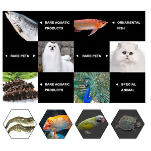 Soldat noir larves de mouches en conteneur Soldat noir larves de mouches vente Soldat noir séché mouches larve asticots - Product Image 6