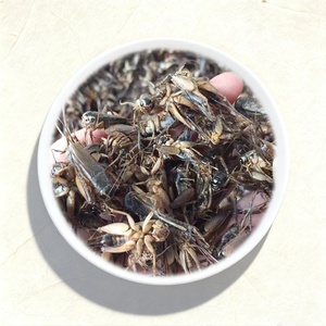 Bioforte Grillos Negros Silvestres Secos, Alimento Orgánico Natural con Alto Contenido de Proteínas para Mascotas, para Hámsters, Geckos Leopardo, Dragones Barbudos, Loros, Pájaros - Product Image 3