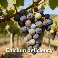 Arrêtez le craquage des raisins, engrais liquide organique Agrinorm 100% soluble dans l'eau, calcium et bore pour les raisins