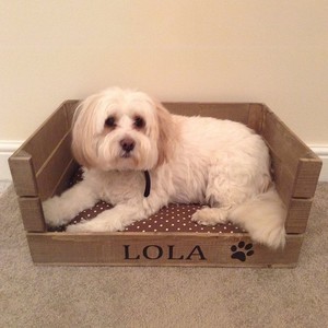 Cama de madera de lujo elevada sencilla y grande personalizada para perros, plataforma de 85cm, marco de cama de madera de pino macizo, cojín de estilo moderno para perros y gatos - Product Image 4