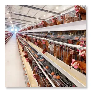 Jaula de capa de aves de corral a gran escala Metal galvanizado en caliente 1000 5000 jaula de pollo de jaula de animales