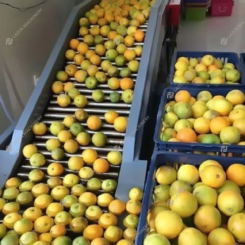 Spremiagrumi automatico limone Lime mandarino Pomelo pompelmo arancia linea di produzione completa