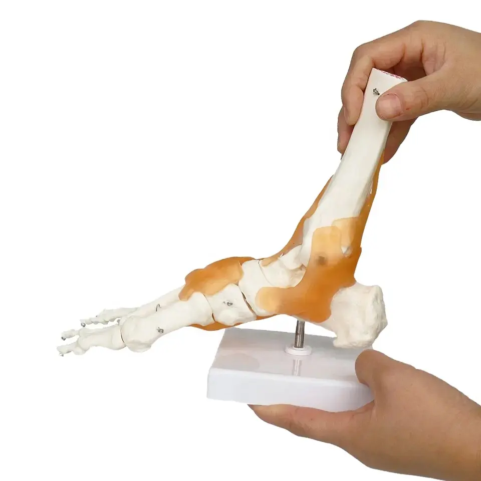 FRT027 Ciência Médica Com Ligamento Modelo Conjunto do Pé Humano Medical Teaching Aid Anatomia Pé Modelo Adulto Ossos do Pé Joint Model