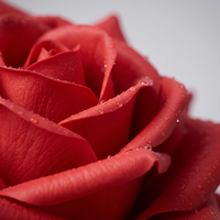 Lot de fleurs artificielles réalistes en latex hydraté de qualité supérieure, roses blanches réalistes de 66 cm pour bouquet de mariage de luxe 2026