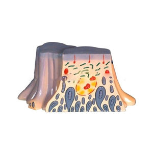 Ultrastruttura delle cellule epiteliali contorte del tubulo prossimale renale ZM5048 27x18x17 - Product Image 6