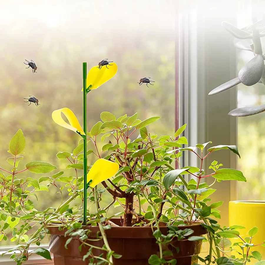 Dayoung Plant Sticky Traps Paper Small Insects Fruit Fly Traps Sticky Yellow Sticky Traps for Flying Plant Insect