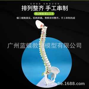 Modèle de colonne vertébrale humaine de 45 cm ; Modèle de colonne vertébrale ; Artère cervicale ; Disques intervertébraux thoraciques et lombaires ; Nerfs coccygiens ; En position debout - Product Image 5