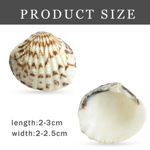 Natural Seashell Small Scallop <strong>Shells</strong> for Home Decoration - Product Image 4
