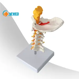 医学人体颈椎模型颈椎脊柱带颈动脉教学模式