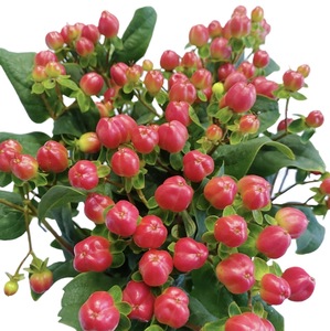 Flores de Frijol Rojo Frescas Fire Dragon Ball, <span class=keywords><strong>Flor</strong></span> de <span class=keywords><strong>Acacia</strong></span>, Pequeña Fruta Roja, para Decoración de Bodas, Hoteles y Restaurantes - Product Image 5