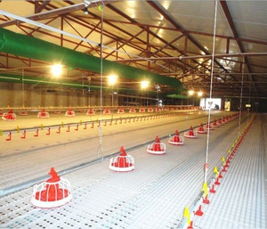 ชุดอุปกรณ์เลี้ยง<span class=keywords><strong>ไก่</strong></span>แบบอัตโนมัติ ChickTech รุ่นใหม่ PP ควบคุมอัจฉริยะ สำหรับให้อาหารและน้ำในโรงเรือน/บ้านเลี้ยง<span class=keywords><strong>ไก่</strong></span> แบบเลี้ยงพื้นดิน - Product Image 6