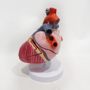 Modèle anatomique de conduction cardiaque grandeur nature, 5 parties détachables, bundle SA AV pour l'enseignement des sciences médicales, CE ISO ROHS CNAS - Product Image 3