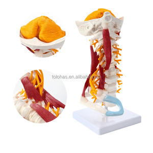 LHMTG02 1:1 تمثال هائل لعنق الفقرات الطبية البشري بجودة عالية مع نموذج للعضلات العصبية نموذج هيكل عظمي بشري نموذج لتعليم فقرات الفقرات الطبية - Product Image 4