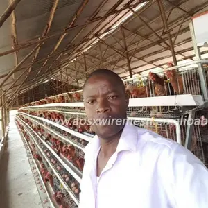 Tavuk döşeme kafes galvanizli otomatik A tipi tavuk kafesleri tabaka kümes hayvanları tarım için