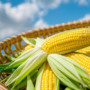 Порошок лютеинового сложного эфира, экстракт цветка календулы, зеаксантин лютеин, порошок, экстракт календулы по лучшей цене - Product Image 5