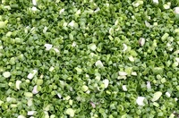 Cortadora de verduras y repollo, cortadora multifunción de chalotes de verduras, cortadora de rebanadas de fruta de coco