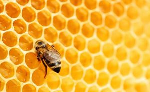 ロイヤルハニーマレーシアキャビアプラスパン、コクシュの重要な高麗人参、ミラクルヘルマンロイヤルハニーマレーシア - Product Image 5