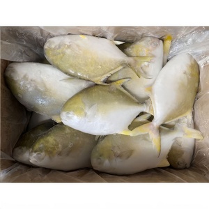 Nuova Stagione in Arrivo a Maggio: Pesce Pomfret Dorato Congelato, Pompano Dorato WR, con Tutti i Tipi di Pesce Fornito - Product Image 4